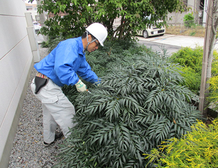 植栽剪定